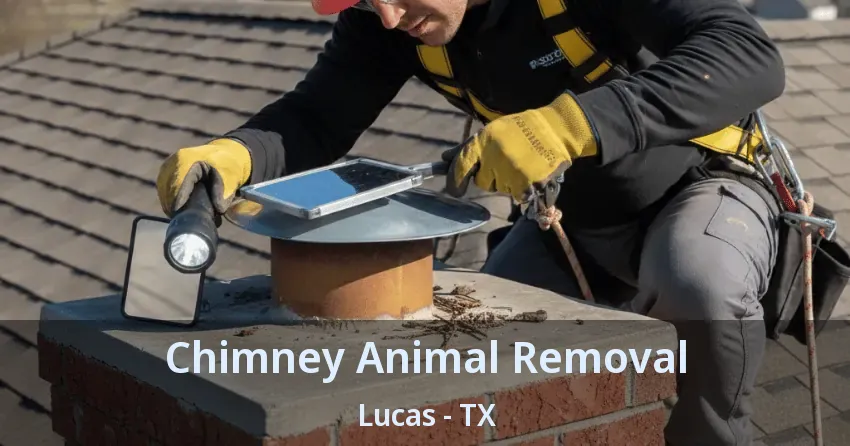 Chimney Animal Removal Lucas - TX Chimney Animal Removal Lucas - TX